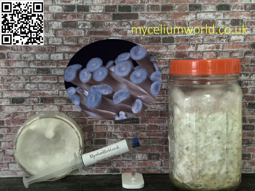 Blue Oyster Mushrooms