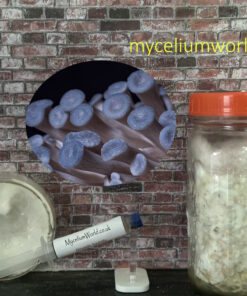 Blue Oyster Mushrooms