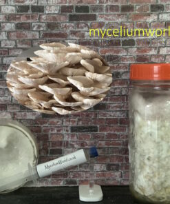 Branched Oyster Mushroom