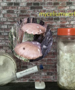 Brown Oyster Mushrooms