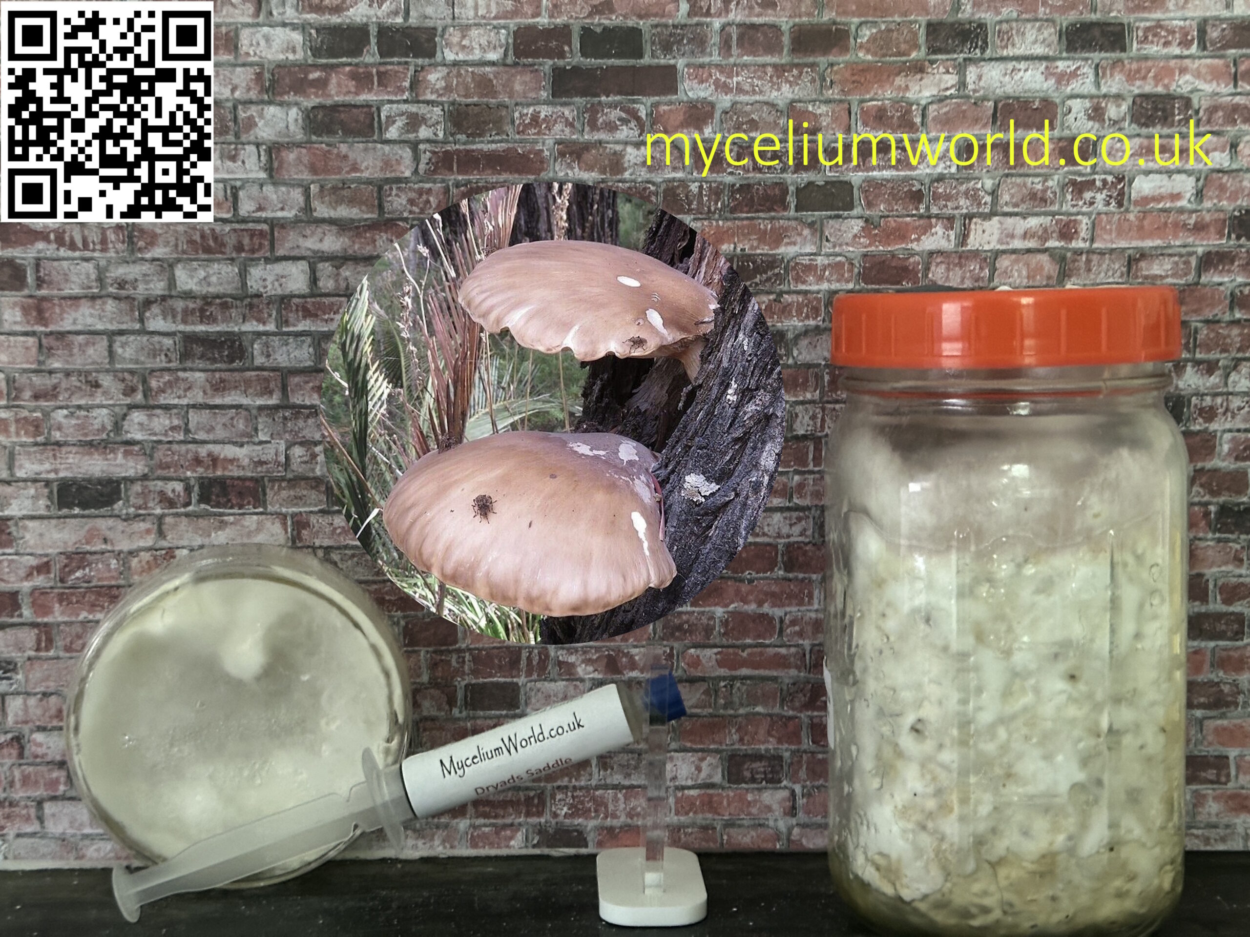 Brown Oyster Mushrooms