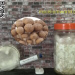 Brown Shimeji Mushrooms