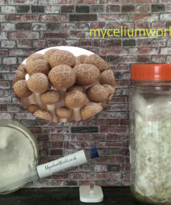 Brown Shimeji Mushrooms