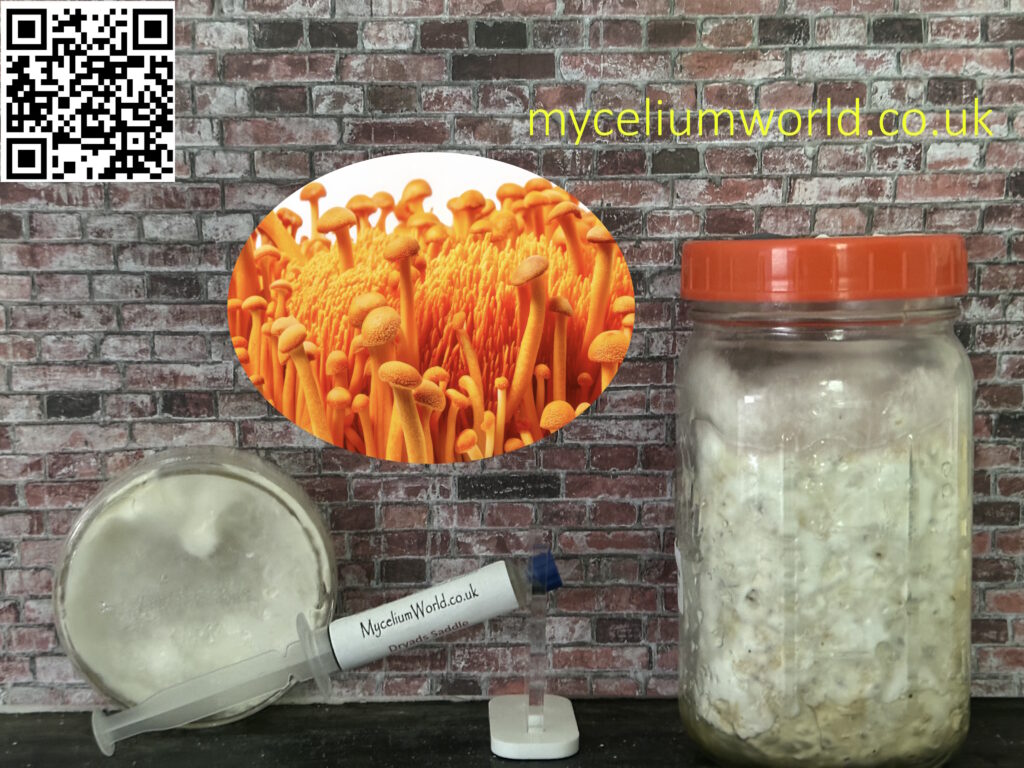 Mushroom Growing Help