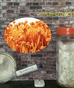 Cordyceps Militaries Mushrooms