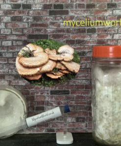 Dryads Saddle Mushrooms