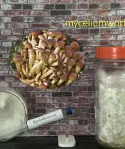 French Pioppino Mushrooms