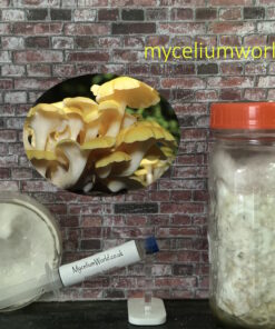 Golden Oyster Mushrooms