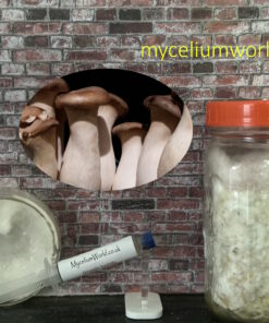 King Oyster Mushrooms