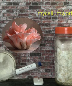 Pink Oyster Mushrooms