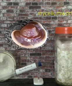 Red Reishi Mushrooms