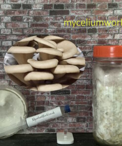 Sporeless Oyster Mushrooms