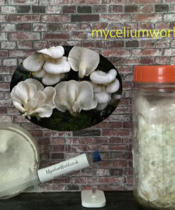 Summer Oyster Mushrooms