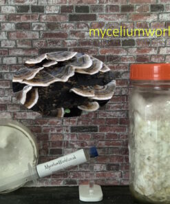 Turkey Tail Mushroom