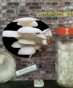 White Elm Oyster Mushrooms