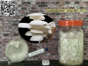 White Elm Oyster Mushrooms