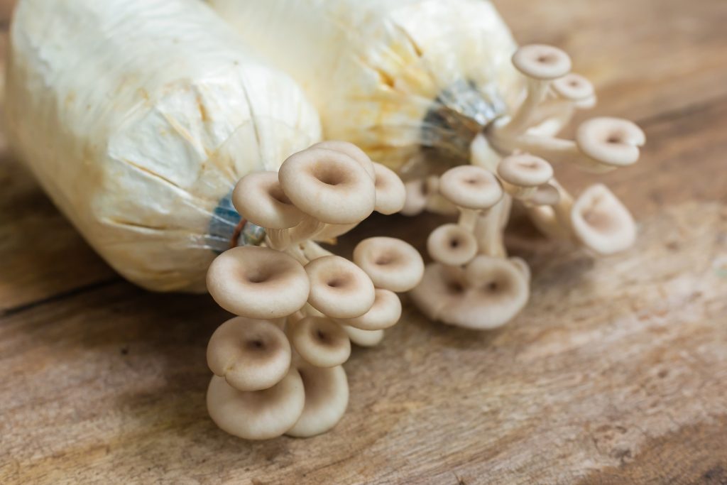 My Phoenix Oyster Mushrooms