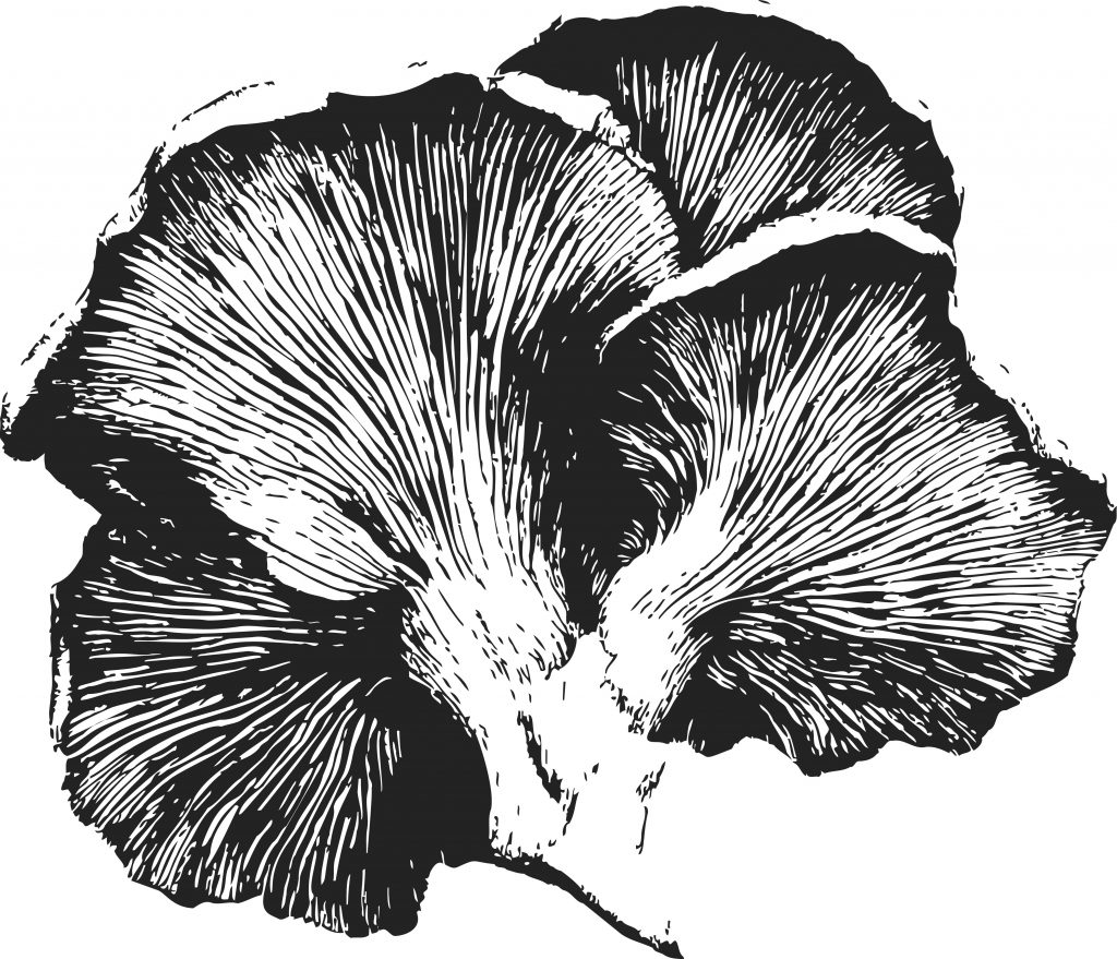 Where can you buy oyster mushrooms